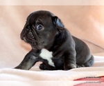 Small #6 French Bulldog