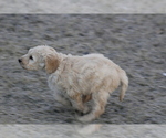Small Photo #6 Goldendoodle Puppy For Sale in MEMPHIS, MO, USA