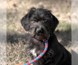Labrador Retriever-Unknown Mix Dogs for adoption in Yardley, PA, USA