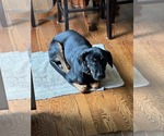 Small #1 Mutt