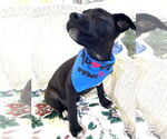 Small #6 Labrador Retriever Mix