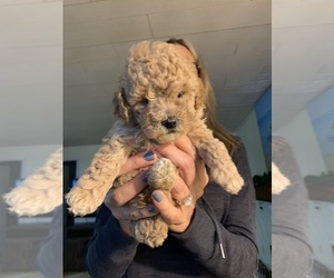 Doodle-Poodle (Toy) Mix Puppy for sale in PAW PAW, MI, USA