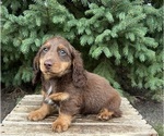 Small Photo #3 Dachshund Puppy For Sale in MIDDLEBURY, IN, USA
