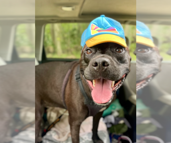 Medium Photo #2 Rottweiler-American Pit Bull Terrier Puppy For Sale in St. Augustine, FL, USA