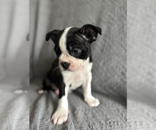 Medium Photo #3 Boston Terrier Puppy For Sale in BRIDGEWATER, NJ, USA