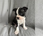 Small #2 Boston Terrier