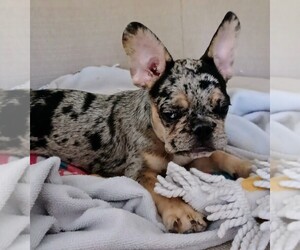 French Bulldog Puppy for sale in JACKSONVILLE, FL, USA
