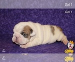 Small Photo #11 Neapolitan Mastiff Puppy For Sale in WASHBURN, MO, USA
