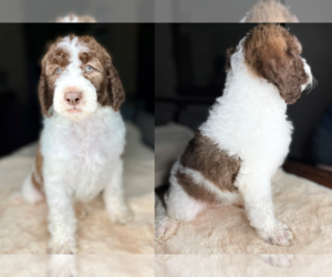 Labradoodle Puppy for sale in HOUSTON, TX, USA