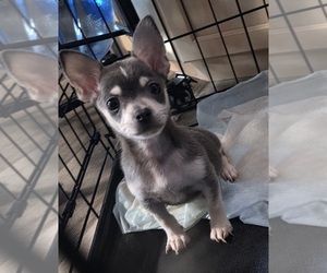 Chihuahua-Unknown Mix Puppy for sale in PORT RICHEY, FL, USA