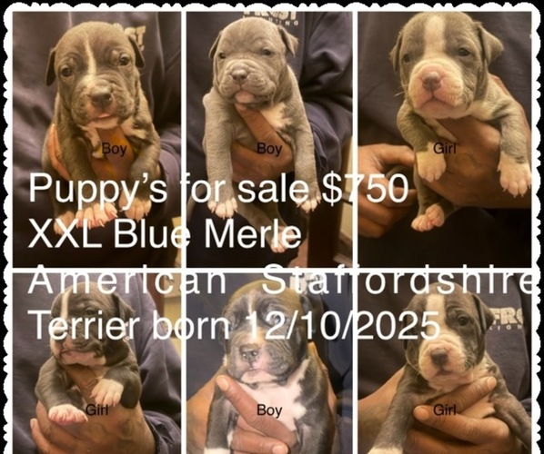 Medium Photo #1 American Staffordshire Terrier Puppy For Sale in HARVEY, IL, USA