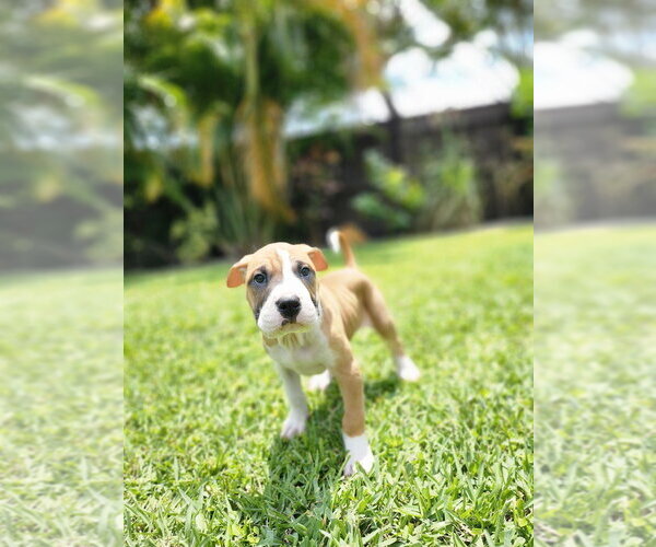 Medium Photo #1 Mutt Puppy For Sale in Oakland Park , FL, USA