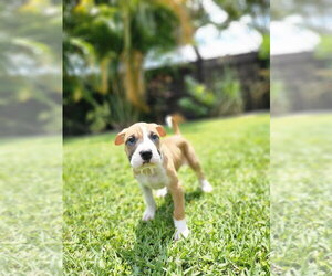 Mutt Dogs for adoption in Oakland Park , FL, USA