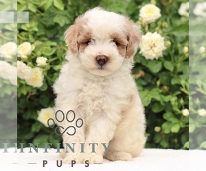 Medium Poodle (Toy)