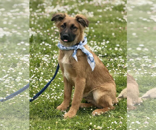 Medium Photo #3 German Shepherd Dog Puppy For Sale in Seattle, WA, USA