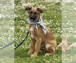 Small #2 German Shepherd Dog