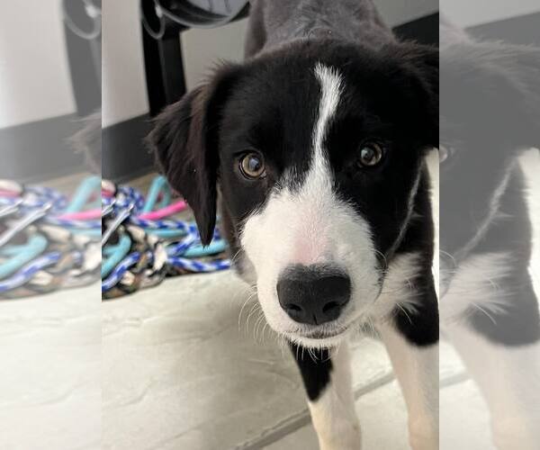 Medium Photo #12 Border Collie Puppy For Sale in Highland, IL, USA