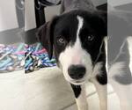 Small #11 Border Collie
