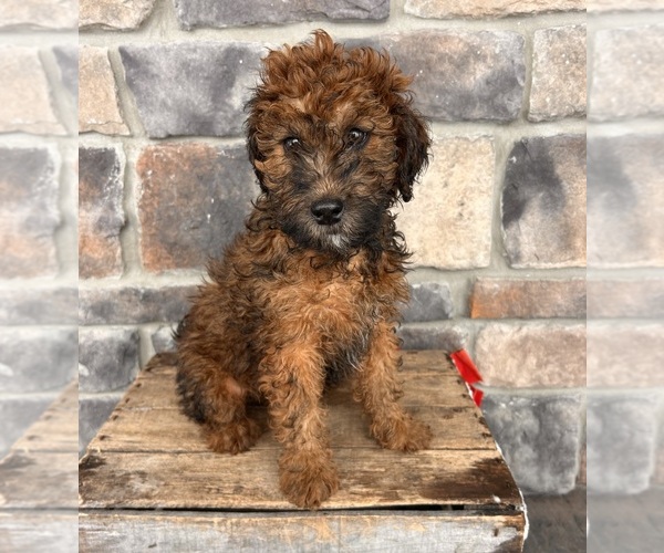 Medium Photo #1 Whoodle (Miniature) Puppy For Sale in MIDDLEBURY, IN, USA