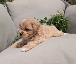 Small Photo #16 Maltipoo Puppy For Sale in GOSHEN, IN, USA