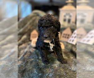 Goldendoodle Puppy for sale in FLAT ROCK, NC, USA