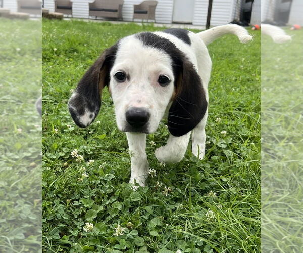 Medium Photo #4 Jack-A-Bee Puppy For Sale in Aurora, IN, USA