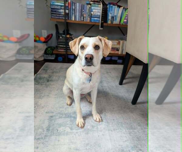Medium Photo #4 Labrador Retriever-Unknown Mix Puppy For Sale in Springdale, PA, USA