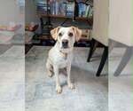 Small #3 Labrador Retriever Mix