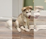 Small Photo #6 Siberian Husky Puppy For Sale in WINTER HAVEN, FL, USA
