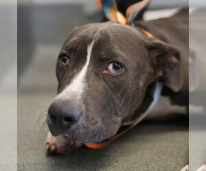 American Staffordshire Terrier-Unknown Mix Dogs for adoption in San Antonio, TX, USA