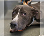 BRONCO - Male American Staffordshire Terrier-Unknown Mix Dog for Adoption - Small photo