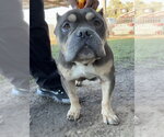 MR.GAZPACHO - Male Bulldog-Unknown Mix Dog for Adoption - Small photo