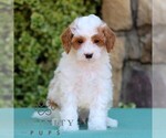 Small #2 Cavapoo