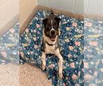 ROYAL - Male Catahoula Leopard Dog-Unknown Mix Dog for Adoption - Small photo