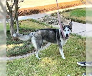 Xena #blue-eyed-beauty - Female Siberian Husky-Unknown Mix Dog for Adoption - Photo #4