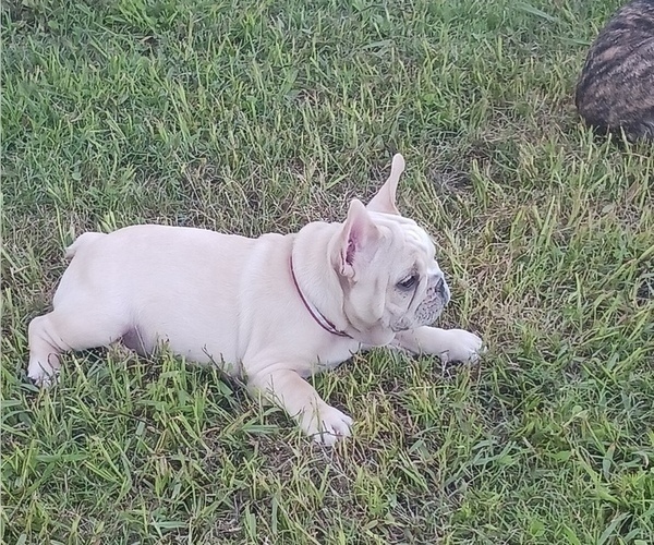 Medium Photo #1 French Bulldog Puppy For Sale in TERRELL, TX, USA