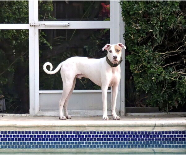 Medium Photo #3 Pointer-Unknown Mix Puppy For Sale in Miami, FL, USA