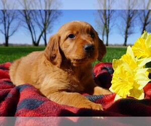 Golden Retriever Litter for sale in LUBLIN, WI, USA
