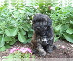 Puppy Kaylen Maltipoo