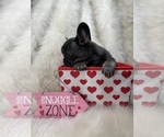 Small Photo #16 French Bulldog Puppy For Sale in CLIFTON, NJ, USA