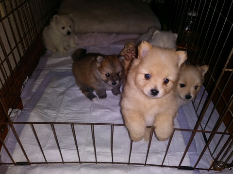 Medium Photo #1 Pomeranian Puppy For Sale in INDEPENDENCE, OR, USA