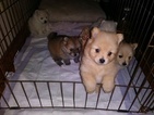 Small Photo #1 Pomeranian Puppy For Sale in INDEPENDENCE, OR, USA