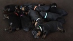 Small Photo #1 Rottweiler Puppy For Sale in LIBERTY, MO, USA