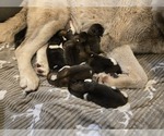Puppy Female 1 Akita