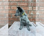 Small #4 Texas Heeler