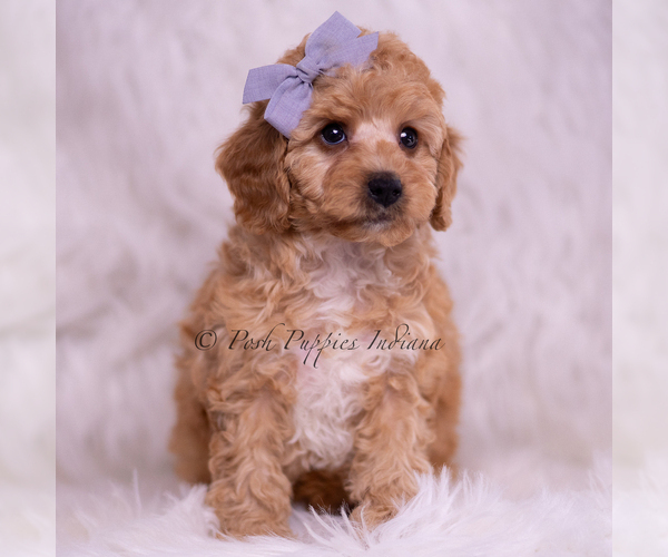 Medium Photo #2 Poodle (Toy) Puppy For Sale in WARSAW, IN, USA
