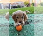 Small #1 Cocker Spaniel