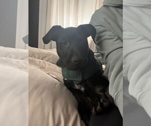 Catahoula Leopard Dog-Unknown Mix Dogs for adoption in Sanford, FL, USA