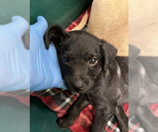 Medium Photo #1 Mutt Puppy For Sale in Chula Vista, CA, USA
