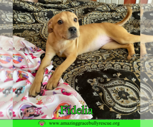 Labrador Retriever-Unknown Mix Dogs for adoption in Pensacola, FL, USA